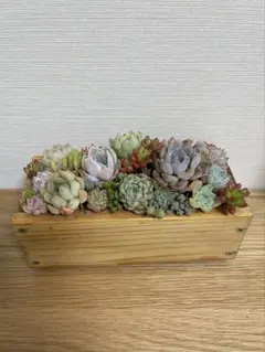 そのまま飾れる　多肉植物寄せ植え