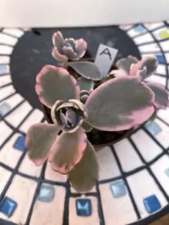 2026年最新】多肉植物 錦の人気アイテム - メルカリ