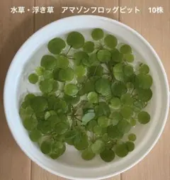 アマゾンフロッグビット 6株 無農薬 メダカ ビオトープ スネール発生