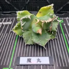 2025年最新】魔丸 アガベの人気アイテム - メルカリ