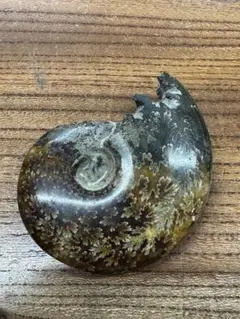 恐竜の歯・実物化石！】エオカルカリアの歯化石！ - メルカリ