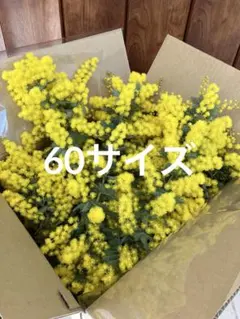 フレッシュミモザ　銀葉アカシア　60サイズ