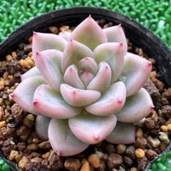 2026年最新】チワワエンシス×コロラータの人気アイテム - メルカリ