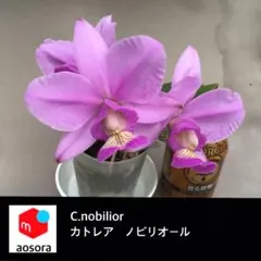 ま*ぎ様 洋蘭原種　カトレア　ノビリオール Yahoo!オークション - 洋蘭カトレア原種(オリジナル株) C.nobilior fma