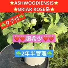269☘️タグ付☘️超レア☘️⭐️BELCHERI⭐PINK ICE系⭐️ - メルカリ
