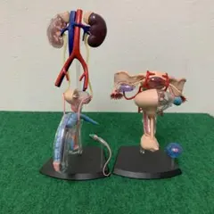 GPI Anatomicals人体模型 実物大心臓2分割モデル スタンドカード付