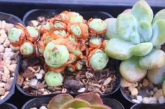 2026年最新】観葉植物 アエオニウムの人気アイテム - メルカリ