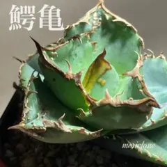 アガベ 麻花 agavesan oc株 【発根済み】 2025年最新】アガベ発根済みの人気アイテム - メルカリ