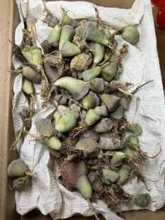 多肉植物　リトープス　年末セット　カラフル箱　数たくさん　お得　写真通り