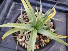 2025年最新】ブロメリア・エアープランツの人気アイテム - メルカリ