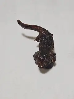 海洋堂 海遊館 オオサンショウウオ フィギュア ネイチャーテクニカラー