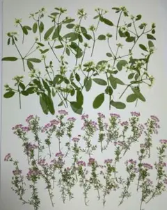 押し花　2種類　№276