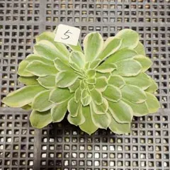 2026年最新】錦 アエオニウムの人気アイテム - メルカリ