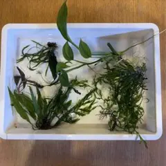 水草セット　ブセファランドラ　ミクロソリウム　ボルビディス　他のサムネイル