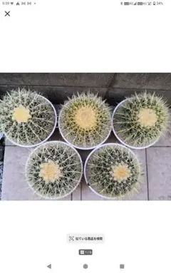 金鯱 キンシャチ （5号サイズ） 3株 南国植物 サボテン - メルカリ