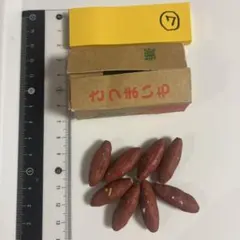 ⑦ミニチュア リーメント さつまいも