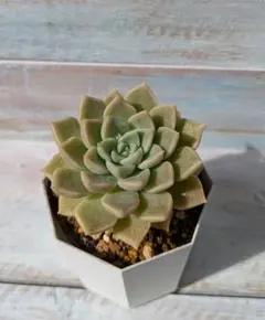 2025年最新】シムランスラグナサンチェスの人気アイテム - メルカリ