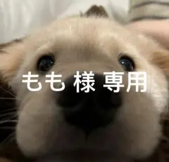 もも 様 専用