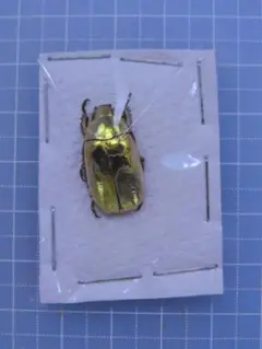 マダガカカル産 珍品ゾウムシ 17mm - メルカリ