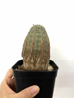 た*く様 オベサ 木質化 3号サイズ オベサ 木質化 鉢3号サイズ - メルカリ