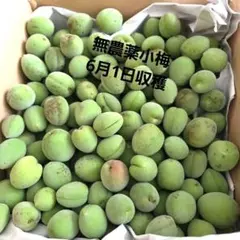 新鮮 青梅 小梅無農薬2キロ6月1日収穫のサムネイル