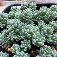 多肉植物 マジョール カット苗 25カット セダム - メルカリ
