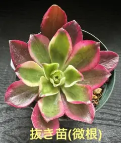 2026年最新】観葉植物 アエオニウムの人気アイテム - メルカリ
