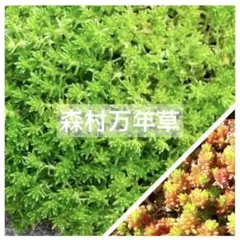 セダム☘️森村万年草 50カット　他セダムをオマケで