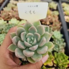 多肉植物 さくらもち つぶつぶ屋さん - メルカリ