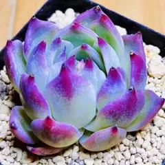 user_8d1d132c様 リクエスト 3点 まとめ商品