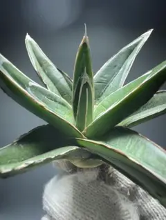 笹の雪　サンキング 2025年最新】サンキング アガベの人気アイテム - メルカリ