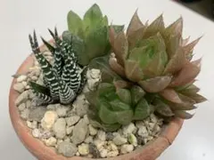 2026年最新】ハオルチア セットの人気アイテム - メルカリ