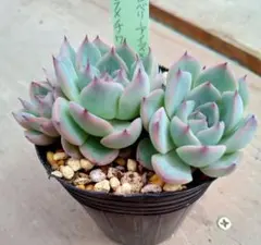 多肉植物 おらいさん苗 リンゼアナ×ざわわ 抜き苗 青札なし - メルカリ