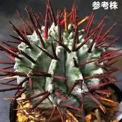 2026年最新】ロウルサンコ 多肉の人気アイテム - メルカリ