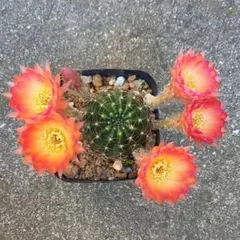 花サボテン　ロビビア