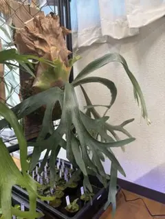 希少‼️うねりながら尖る‼️【P.veitchii wild 子株】 P.veitchii wild×willinckiiめっちゃ良い ビカクシダ
