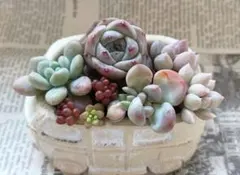 2026年最新】花団錦の人気アイテム - メルカリ