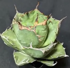 2025年最新】アガベ イラン株の人気アイテム - メルカリ