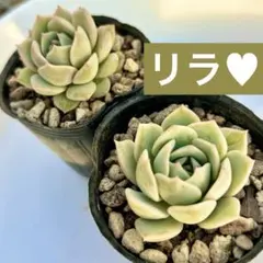 多肉植物 リラ♡︎カット苗 1/11撮影