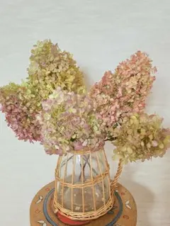 ノリウツギ・秋色紫陽花　アジサイ　 ドライフラワー 5本セット