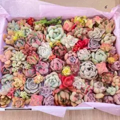 多肉植物　寄せ植えカット苗　詰め合わせセット　セット６