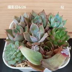 ꕤ 在庫SALE カット苗 ꕤ 多肉植物 ꕤ 韓国苗 ꕤ№017 - メルカリ