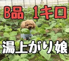 湯上がり娘 枝豆 B品 1kgのサムネイル