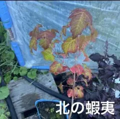 北の蝦夷　株立クロビイタヤ苗木　1.2メートル 北の蝦夷 株立クロビイタヤ苗木 1.2メートル - メルカリ