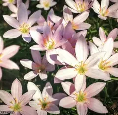 sawa様 リクエスト 2点 まとめ商品