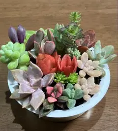 m73011569232_1.jpg?1772027088