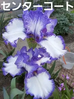 柴田ユカリ　プロフ絶対お読み下さいね!!様 リクエスト 2点 まとめ商品