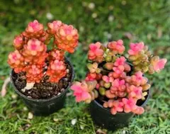 多肉植物　サンゴジュ錦　レッドベリー錦　2ポットセット土根付き発送