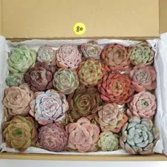 80.多肉植物　エケベリア　カット苗詰め合わせ