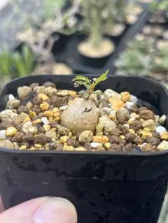 【根挿し】ブルセラ アプテラのサムネイル